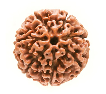 Rudraksh
